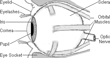 human eyeball cut in half